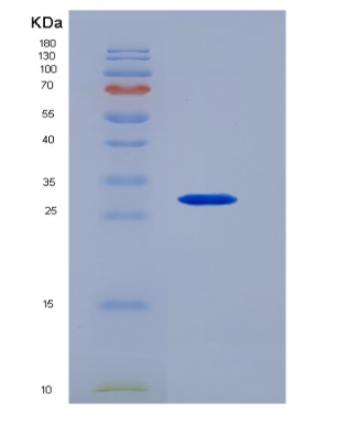 Recombinant Signaling Lymphocytic Activation Molecule Family, Member 5 (SLAMF5)