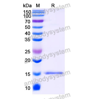Anti-SARS-CoV-2 S Protein Nanobody (SAA0989)