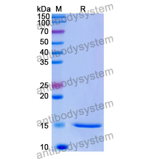 Anti-Human PGF/PlGF/PLGF Nanobody (SAA1244)