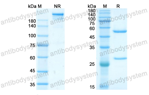 Research Grade Amubarvimab  (DVV00311)