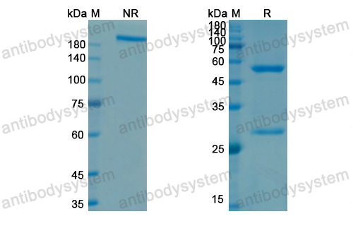 Research Grade Plonmarlimab  (DHC06705)