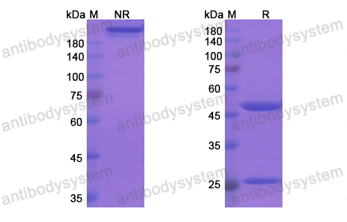 Research Grade Tafolecimab  (DHJ24007)