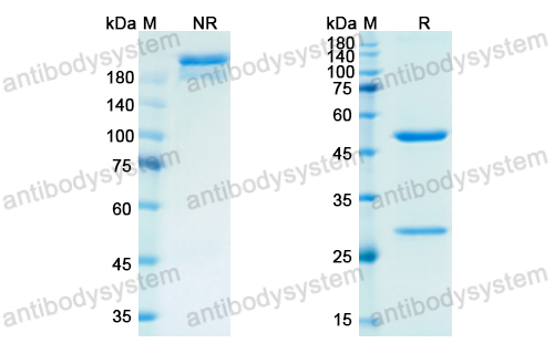 Research Grade Semorinemab(DHC82404)