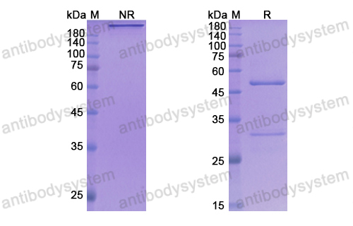 Research Grade Taplitumomab  (DHJ57403)