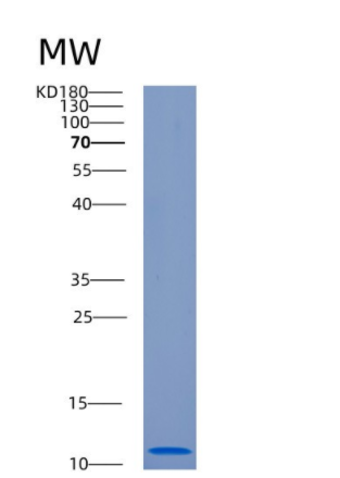 Recombinant Human CISD1 Protein