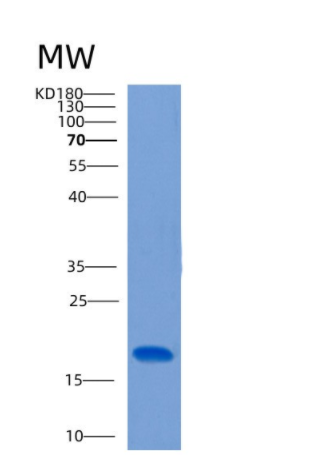 Recombinant Human CLEC2D Protein
