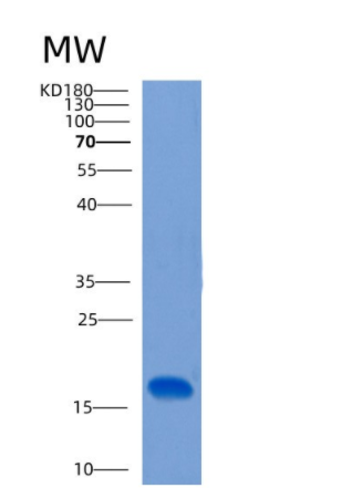 Recombinant Human CLEC2B Protein
