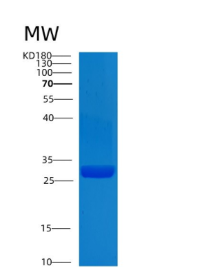 Recombinant Human CLIC1 Protein