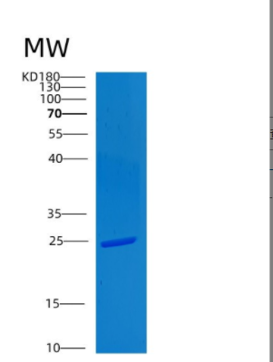 Recombinant Human CLPS Protein