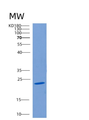 Recombinant Human CLEC1B Protein