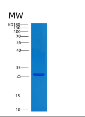 Recombinant Human CLTA Protein