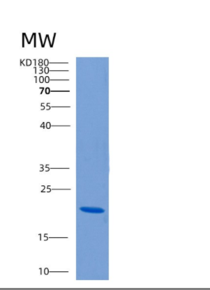 Recombinant Human CLEC5A Protein
