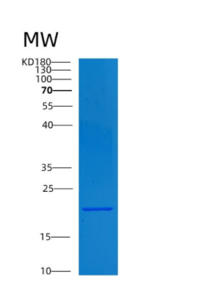 Recombinant Human CNTF Protein.