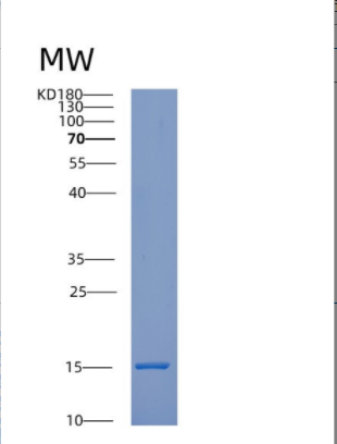 Recombinant Human CRABP2 Protein