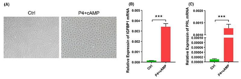 孕酮和环磷酸腺苷诱导的蜕膜化 孕酮和环磷酸腺苷诱导的蜕膜化