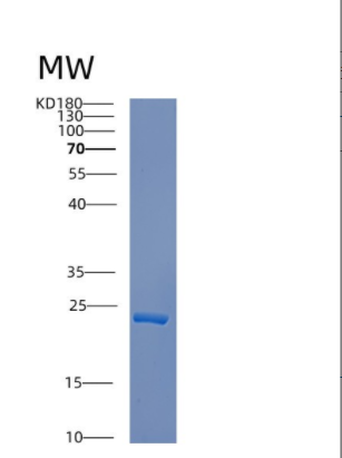 Recombinant Mouse Creg1 Protein