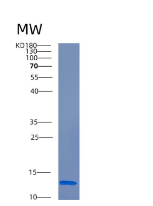 Recombinant Human CRIPT Protein