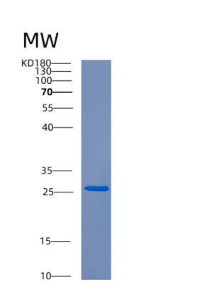 Recombinant Human CRLF2 Protein