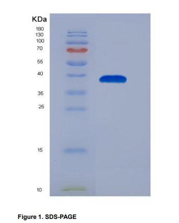 Recombinant Chemokine (C-X-C Motif) Ligand 3 (CXCL3)