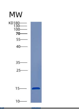 Recombinant Human CST3 Protein