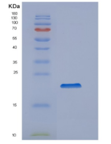 Recombinant Human Cyclophilin B Protein