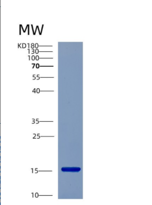 Recombinant Human CST7 Protein