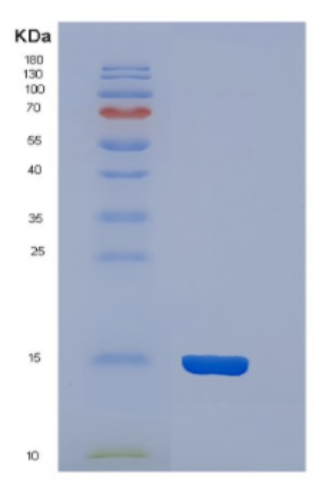 Recombinant Mouse Cystatin-C Protein
