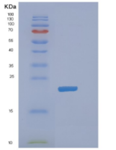Recombinant Mouse DHFR Protein