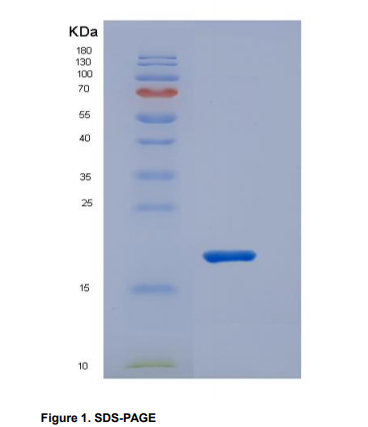 Recombinant Hedgehog Homolog, Desert (DHH)