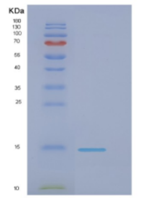 Recombinant E.coli Dnak(508-638); A lid covering the substrate Protein