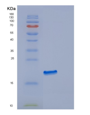 Recombinant Human EDN2 Protein