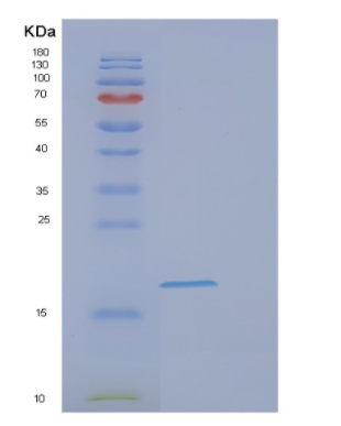 Recombinant Human EIF1AX Protein