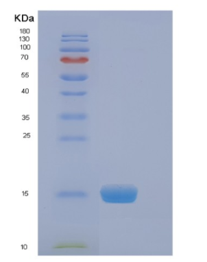 Recombinant Human EIF4EBP2 Protein