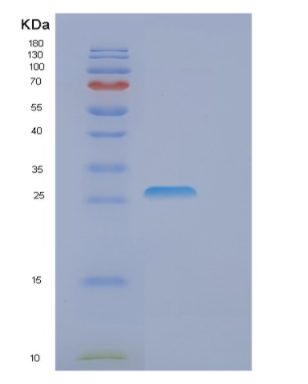 Recombinant Human EIF4E Protein