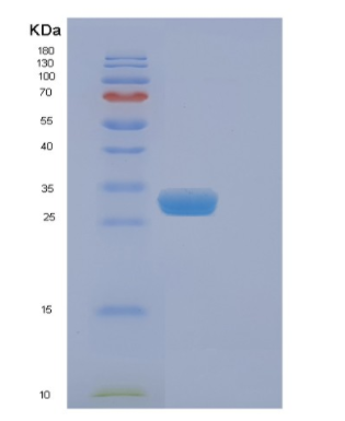 Recombinant Mouse Eif4e Protein
