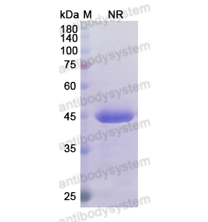 Research Grade Certolizumab(DHB94401)