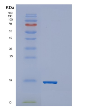Recombinant Human ERH Protein