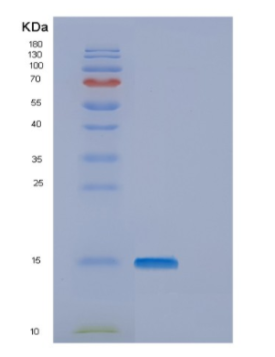 Recombinant Human ENSA Protein