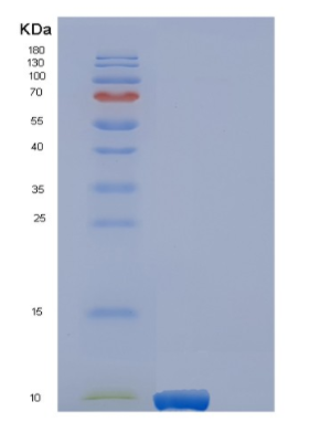 Recombinant Human EREG Protein