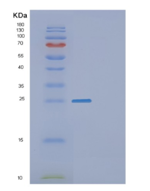 Recombinant Human F11R Protein