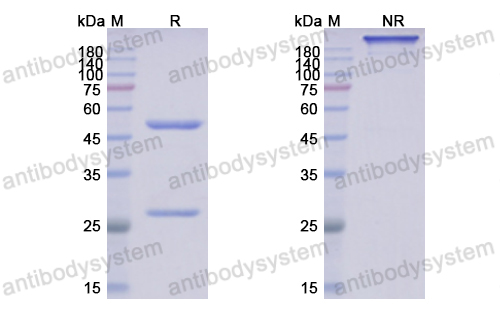 Anti-DNA-RNA Hybrid Antibody(S9.6) (RGK60001)