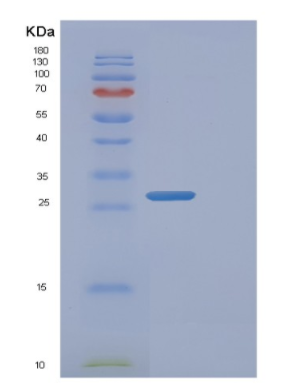 Recombinant Human FADH1 Protein