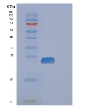 Recombinant Human FAM3C Protein