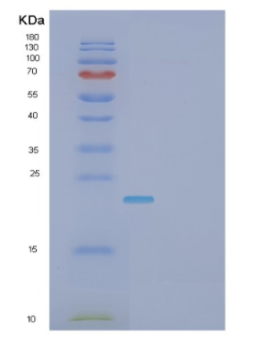 Recombinant Fibroblast Growth Factor 10 (FGF10)