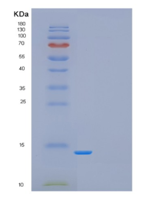 Recombinant Human Drosophila melanogaster GAGA-POZ domain Protein