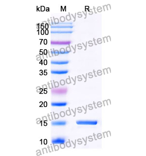 Anti-Human CD230/PRNP Nanobody (SAA0870)