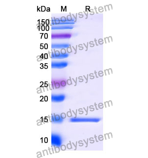 Anti-Human IFNG/IFN-gamma Nanobody (SAA1294)