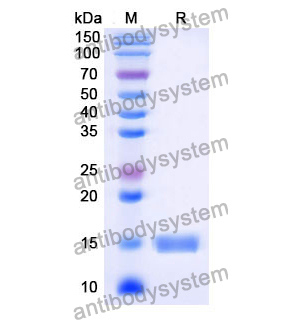 Anti-Human CFTR Nanobody (SAA1013)