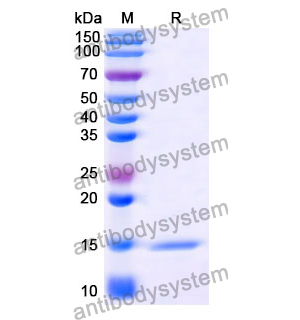 Anti-Human CD19 Nanobody (SAA1246)