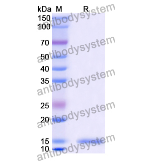 Anti-Chick LYZ/Lysozyme C Nanobody (SAA0897)